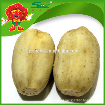 2015 Nueva raíz china del loto de las verduras de la cosecha con calidad superior
